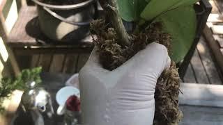 How to air layer NZ plants the easy way.