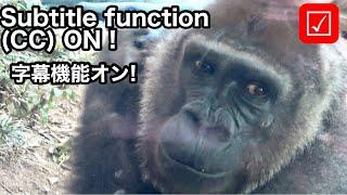 Report. When does Mom gorilla Genki become pregnant?｜Momotaro family. Subtitle Function