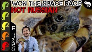 Russian Tortoise, The Best Pet Turtle?