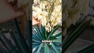 #клумбасвоимируками #садоводничество #обзордачи #дачныйвлог #дачныйдневник #лето2025 #розы #дача