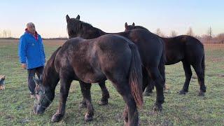 ЛЕГЕНДА ,АРІЯ ,ТА ЧУДЕСНИЙ СИЛЬНО ЗМУЖНІЛИ/PERCHERON HORSES