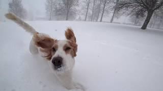 Dawson, Cocker Spaniel in Snow - Househill Park Glasgow