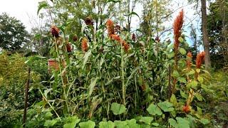 Frog Hole Food Forest - late September update