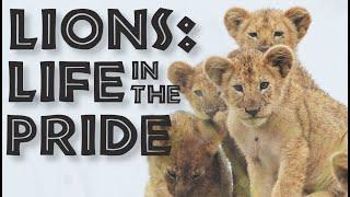 Lions: Life in the Pride - the Social Structure of the Lion Family - FreeSchool