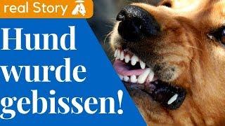 Hundesprache:  Hundeangriff - Typische Opfer?