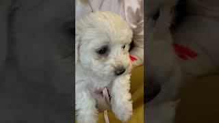 Meet the Puppies "Red" -   Bichon Frise