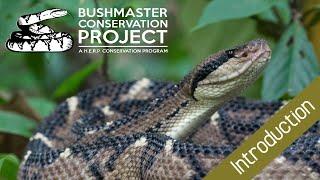 INTRODUCTION: Bushmaster Conservation Project