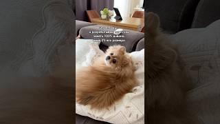 Бася - великий стратег!