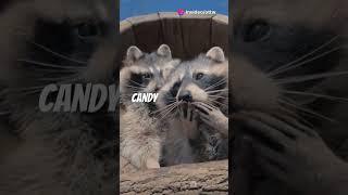 Hilarious Raccoon Antics You Can't Miss! #RaccoonAntics #funnyanimals #wildlifecomedy #CuteRaccoons