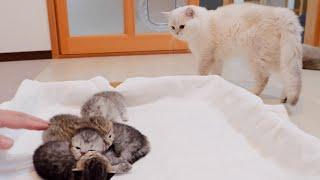 The father cat who was successfully castrated will help raise the child! ? ?