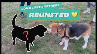 Cute beagle meets his long-lost brother ️