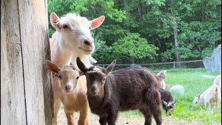 Saturday @SunflowerFarmCreamery