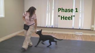 How to Train a Dog to "Heel" (K9-1.com)