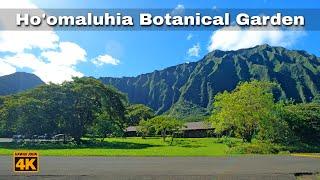 HOOMALUHIA BOATANICAL GARDEN  H3 FREEWAY  Hawaii John 4K