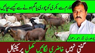 How to protect goats from being stolen or lost from the farm|| who to tally animals