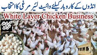 White Layer Poultry Farming For Eggs Business in Pakistan | Dr. ARSHAD