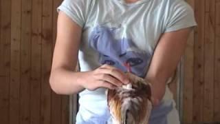 Chicken Showmanship Demonstration