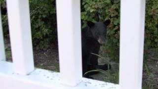 Black bear spotted in Mount Dora Florida