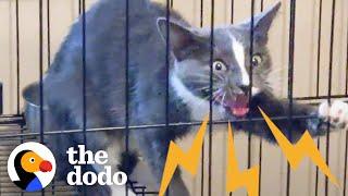 Stray Mama Cat Was So Feral That Rescuer Had To Wear Gloves Around Her | The Dodo Faith = Restored