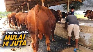 Jual Sapi Bakalan Murah Harga Kulakan Di sekitar Jakarta