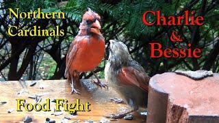 Northern Cardinal Pair Fighting over Sunflower Seeds Charlie & Bessie | CLOSE UP Hi-Def【4K】