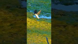 Tree Swallow hunting in the Marsh