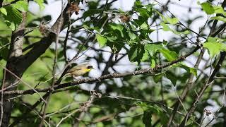 Common Yellowthroat