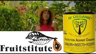 Protect Fruit Trees From Sunburn feat. Fruitstitute.com