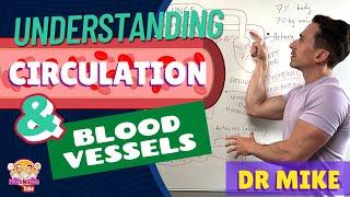 Understanding Circulation and Blood Vessels