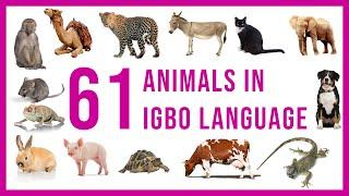 Igbo Vocabulary | 61 Animals in Igbo Language | Learn Igbo