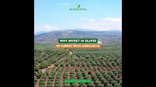 Why Invest in Olives in Turkey with Agrolidya? #olivefarms #olive#investinturkey #investagrolidya