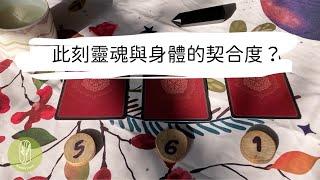 塔羅占卜現階段你/妳身體與靈魂的契合度？有什麼宇宙的隱藏訊息？ 艸艸Tarot | Pick a card.