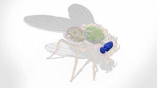 Scientists produce first and largest brain map of a dead fruit fly