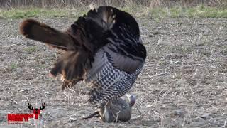 Ohio Turkey Season Close up action :  @MANAGINGDEERTV