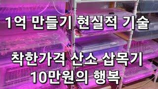 인큐베이터 10만원 투자 특수목 묘목 생산장 산소삽목 나무묘목 식물종자 대량생산 차수국 엄나무 귀농 귀촌  임업후계자 농업인 임업인 종자 묘목 공급