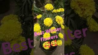 Winter flower Garden  #shorts #shortsfeed #winterflowers #garden  #youtubeviralshort