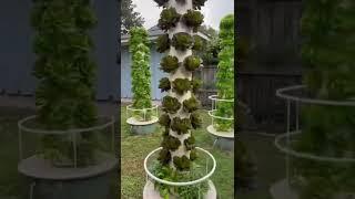 Ghost Grow 843 is the perfect EXAMPLE of a BACKYARD VERTICAL FARM  #towergarden #aeroponics