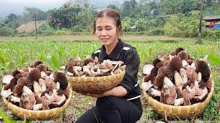 Harvesting early season 'straw mushrooms' - selling off the overfed ducks.