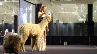 Alpaca Auction