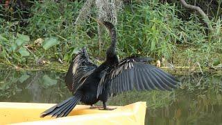 Anhinga (Snake Bird) and Double-crested Cormorant