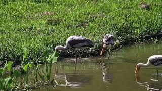 ওই দেখা যায় তাল গাছ ঐ আমাদের গাঁ ঐখানেতে বাস করে কানা বগীর ছা ও বগি তুই খাস কি পান্তা ভাত চাস কি