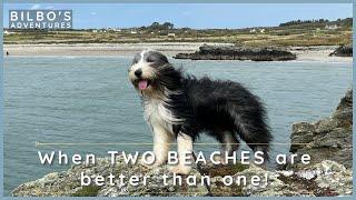 Beach ZOOMIES on Anglesey Coast Walk in North Wales!