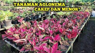 JUAL TANAMAN HIAS AGLONEMA MURAH MERIAH HARGA GROSIR