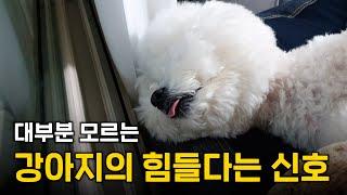 혀가 나오면 위험한 신호라고? 강아지가 힘들 때 하는 행동 7가지 (반드시 알아두세요)