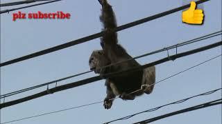 Rescue team rescue the chimpanzee to high voltage wires(Atif pervaiz@ryan or chachu)