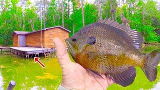 Simple & Easy Way To Catch TONS Of Catfish In A Lake