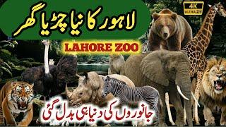 Lahore Zoo Latest Visit 2024, Lahore Update, Lahore Zoo 2024 Safari Park