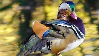 Mandarin Duck Sound | Mandarin Duck Sound Effect | Mandarin Duck Calls | Duck Noises