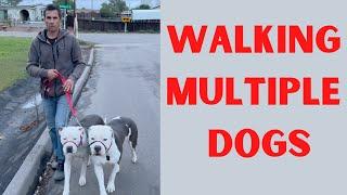 How to walk two dogs at once