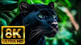 MAGNIFICENT PLANET WILDLIFE - 8K (60FPS) ULTRA HD - With Nature Sounds (Colorfully Dynamic)